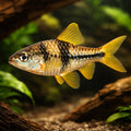 Spanner Barb, T-Barb — tropical fish for sale UK — AI hero driftwood view