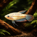 Sparkling Gourami — Labyrinth Fish &amp; Gouramis for sale UK — AI hero driftwood view