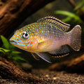 Spathodus ehrytrodon 3,5 - 4, — tropical fish for sale UK — AI hero driftwood view