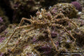 Camposcia retusa spider decorator crab on reef live rock - AI-generated reference image