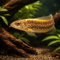 Spiny Eel — tropical fish for sale UK — AI hero driftwood view