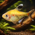 Spotfin Tetra — tropical fish for sale UK — AI hero driftwood view