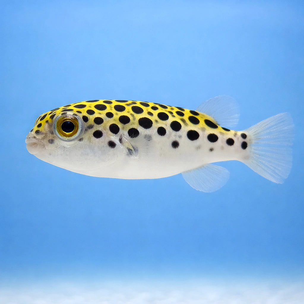 Spotted green pufferfish — tropical fish for sale UK — AI side clean view