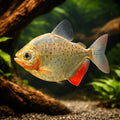  — tropical fish for sale UK — AI hero driftwood view