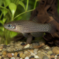  — tropical fish for sale UK — AI natural aquarium view