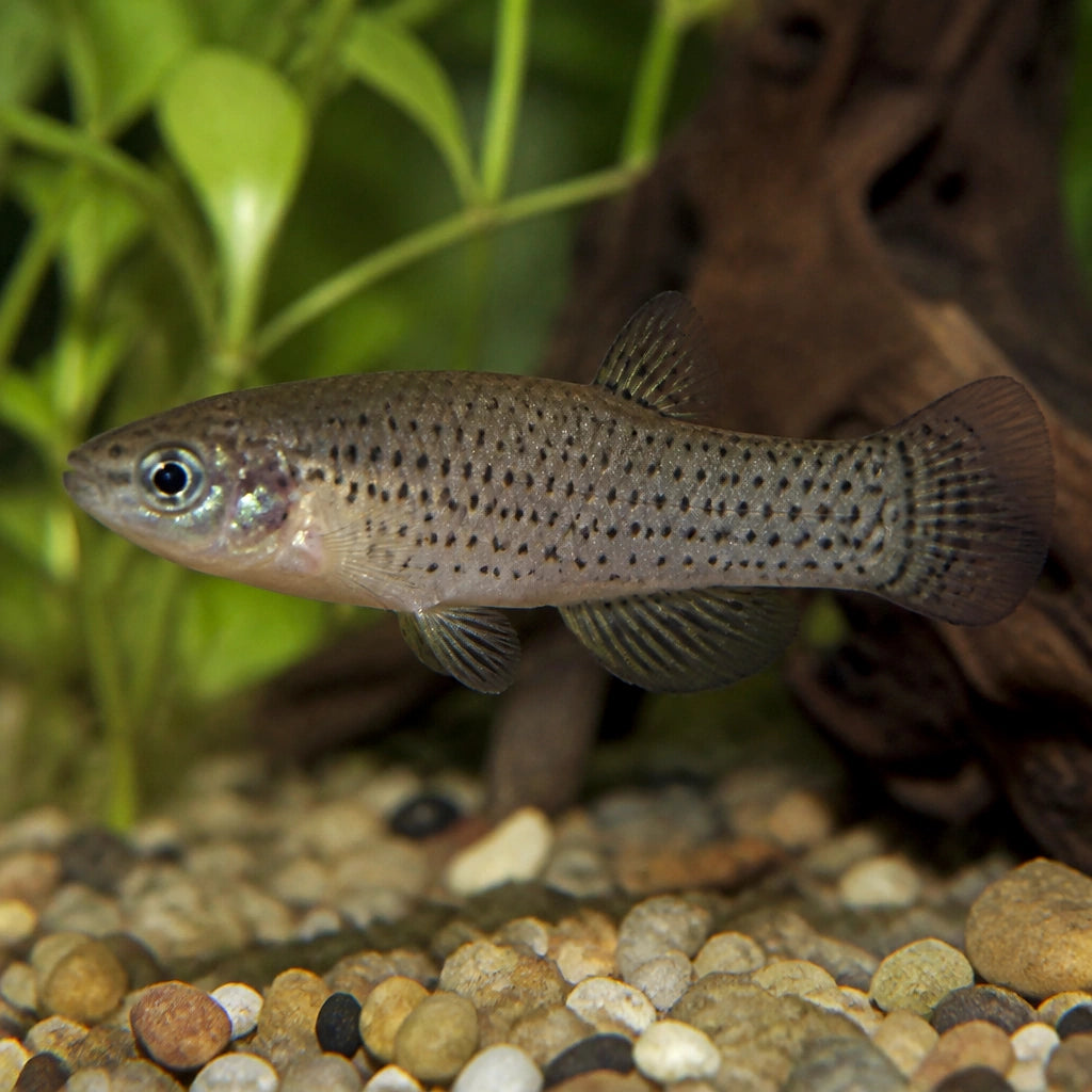  — tropical fish for sale UK — AI natural aquarium view