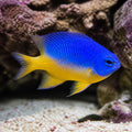 Springers Damselfish — tropical fish for sale UK — AI natural aquarium view