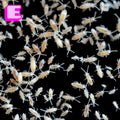 springtails UK — Vivarium Animal Food for sale UK