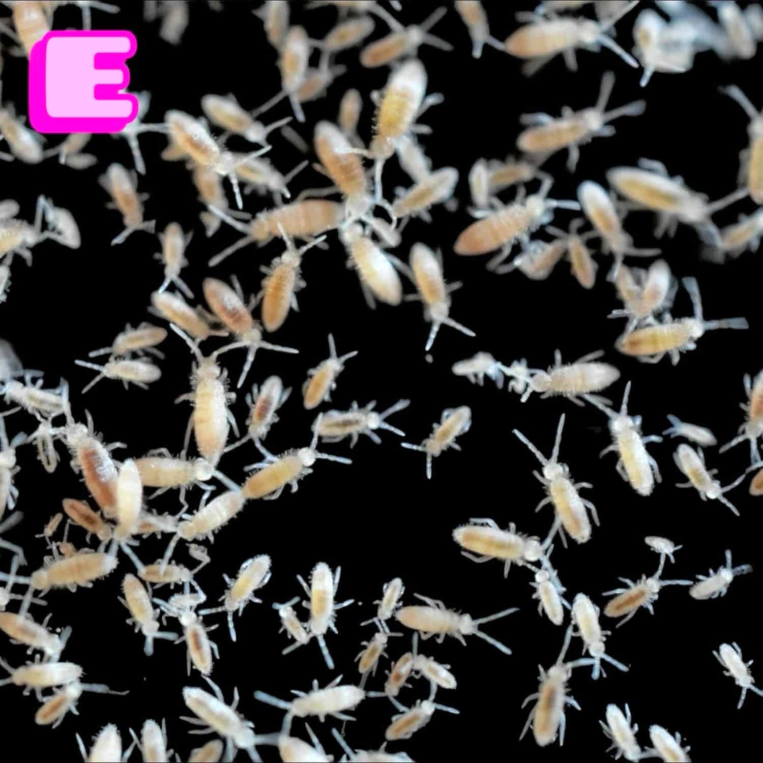 springtails UK — Vivarium Animal Food for sale UK