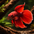 Standard Male Betta — tropical fish for sale UK — AI hero driftwood view