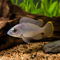 Steatocranus Gibbiceps - Blackspot-Hump, Stunning Tropical Fish with Unique Patterns, Ideal Tank Mates for Pelvicachromis Kribensis and Other Peaceful Species — for sale UK — AI natural aquarium view
