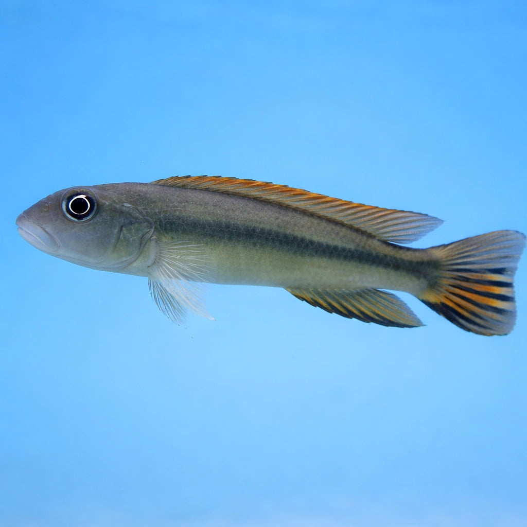  — tropical fish for sale UK — AI side clean view