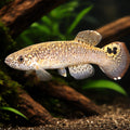 Stelifer Spot-Finned Killie — tropical fish for sale UK — AI hero driftwood view