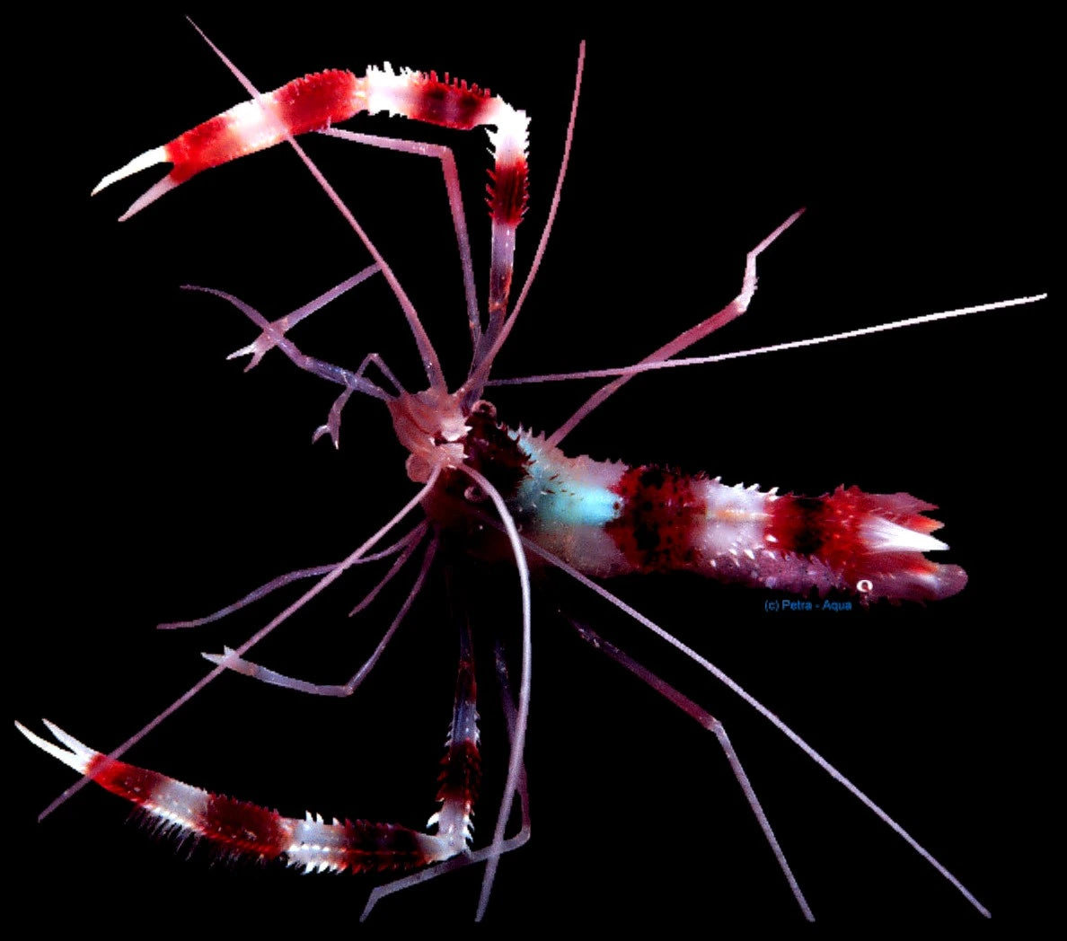 Coral Banded Shrimp Stenopus hispidus with bold red and white bands and long white antennae