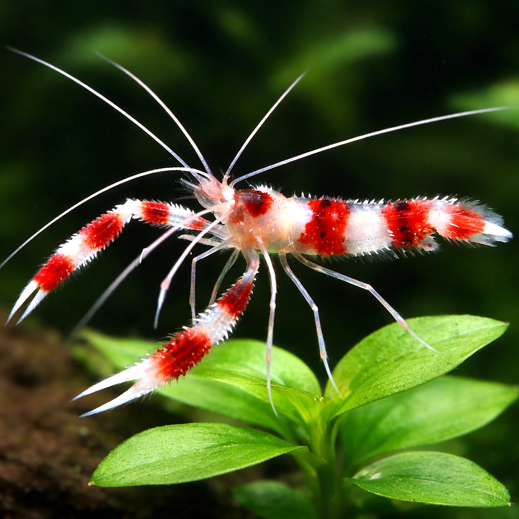 Stenopus hispidus Coral Banded Shrimp M — tropical fish for sale UK — AI scale plant view