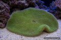 Green Giant Carpet Anemone Stichodactyla gigantea with dense short tentacles - AI-generated reference image