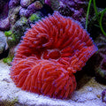 Stichodactyla Gigantea- red M/L — tropical fish for sale UK — AI natural aquarium view