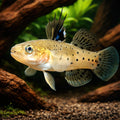 Stigmatogobius sadanundio 4 - — tropical fish for sale UK — AI hero driftwood view