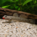 Red Lipstick Goby — Algae Eaters for sale UK — AI natural aquarium view