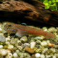  — tropical fish for sale UK — AI natural aquarium view