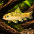 Stone sucker — tropical fish for sale UK — AI hero driftwood view