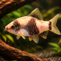 Striped Barb, Banded Barb — tropical fish for sale UK — AI hero driftwood view