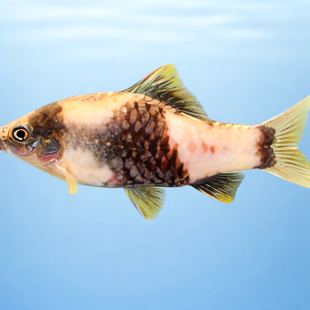 Striped Barb, Banded Barb — tropical fish for sale UK — AI side clean view