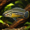 Striped Julie — tropical fish for sale UK — AI hero driftwood view