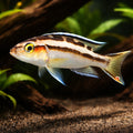 Striped Lamprologus — tropical fish for sale UK — AI hero driftwood view