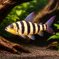 Striped Leporinus — tropical fish for sale UK — AI hero driftwood view