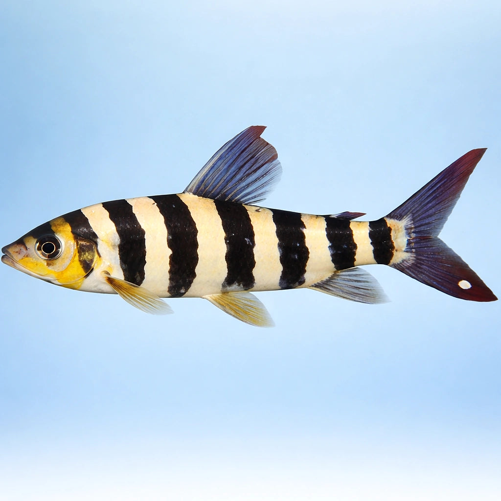 Striped Leporinus — tropical fish for sale UK — AI side clean view
