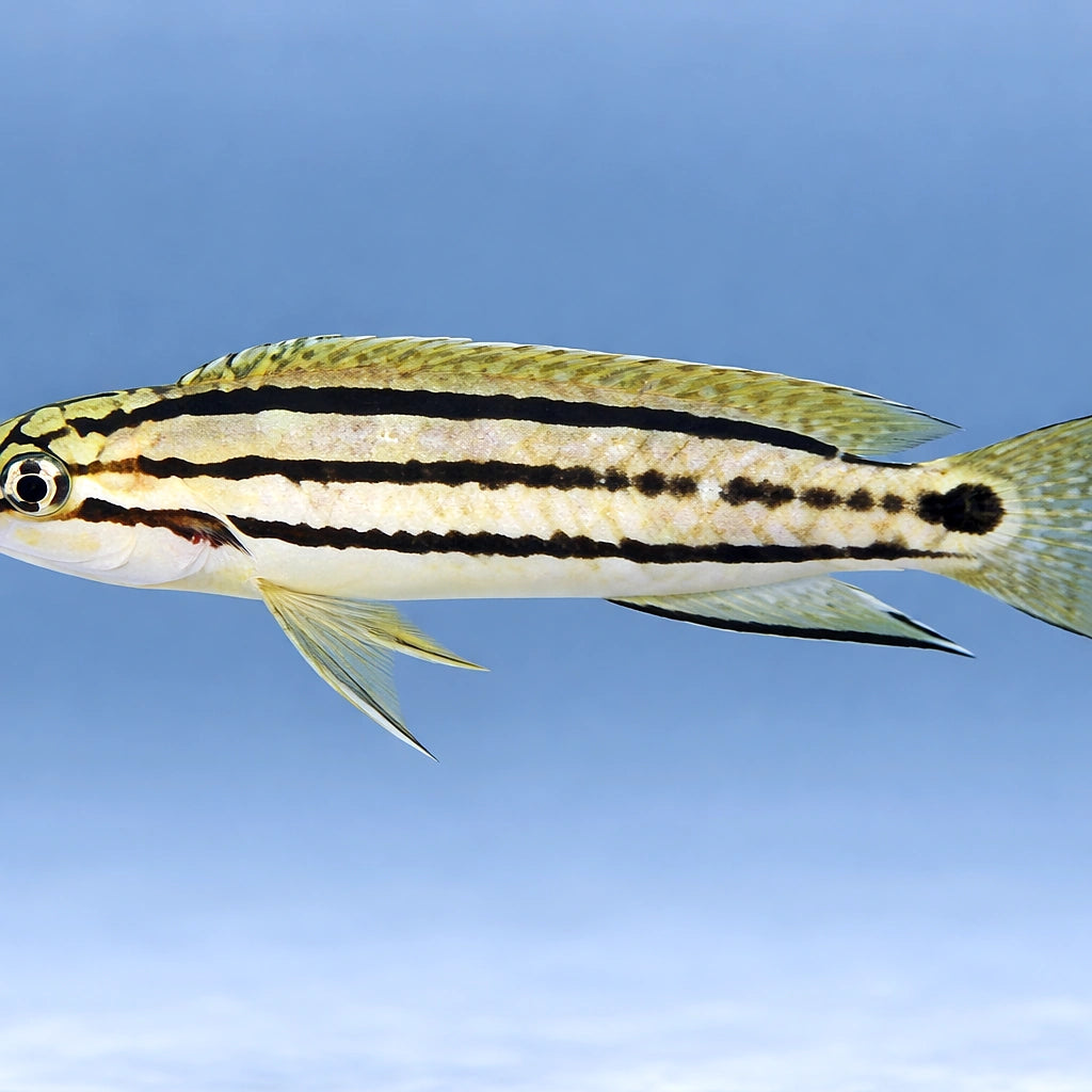 Striped Telmat, Two Banded — tropical fish for sale UK — AI side clean view