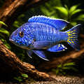 Stuargrandi Peacock Cichlid — tropical fish for sale UK — AI hero driftwood view