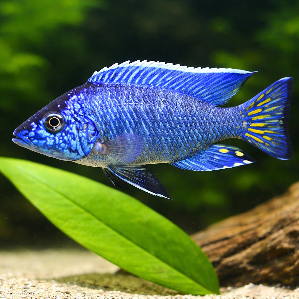 Stuargrandi Peacock Cichlid — tropical fish for sale UK — AI scale plant view