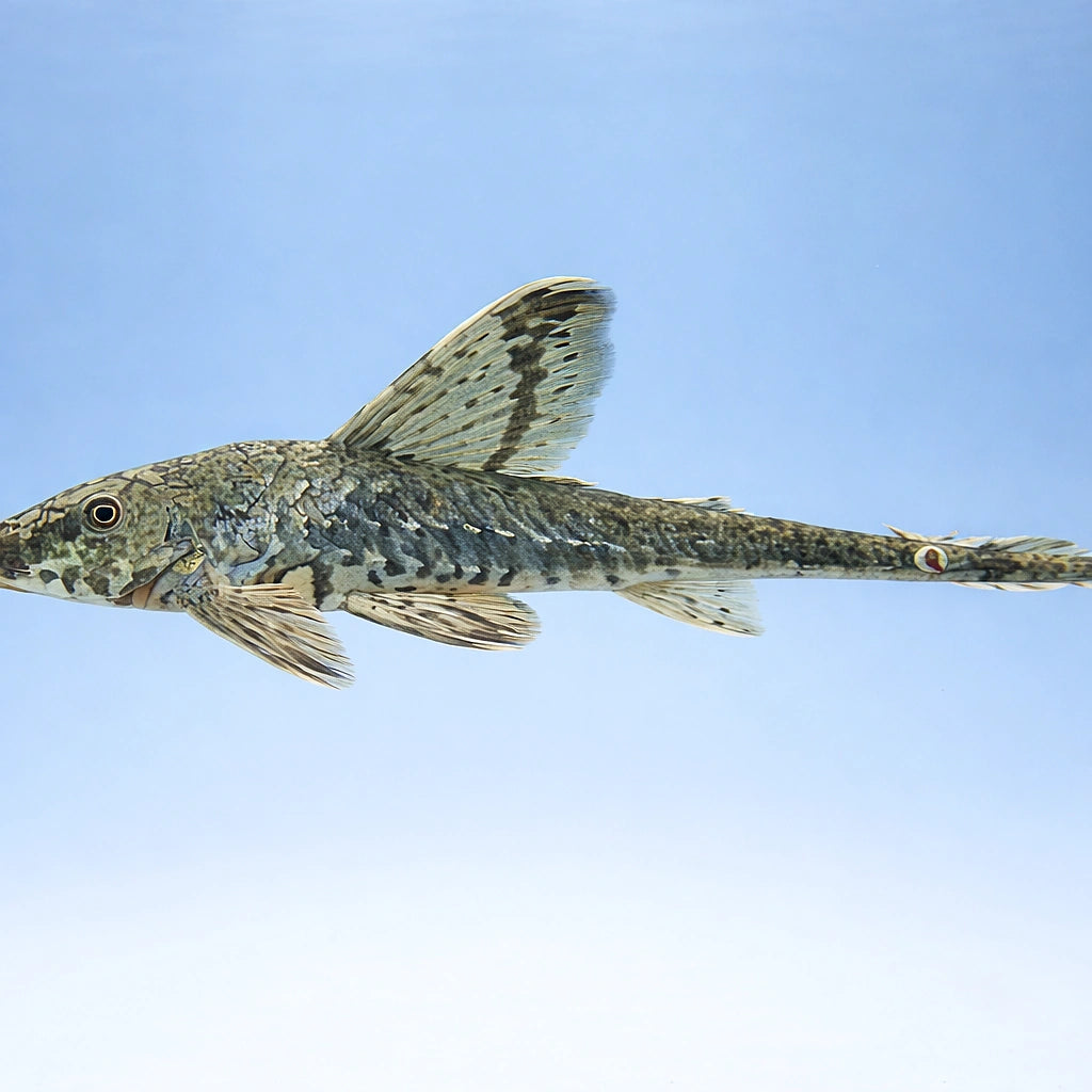 Sturisoma nigrirostrum 5 - — tropical fish for sale UK — AI side clean view