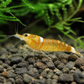 Sunkist Orange Shrimp - UK — tropical fish for sale UK — AI natural aquarium view
