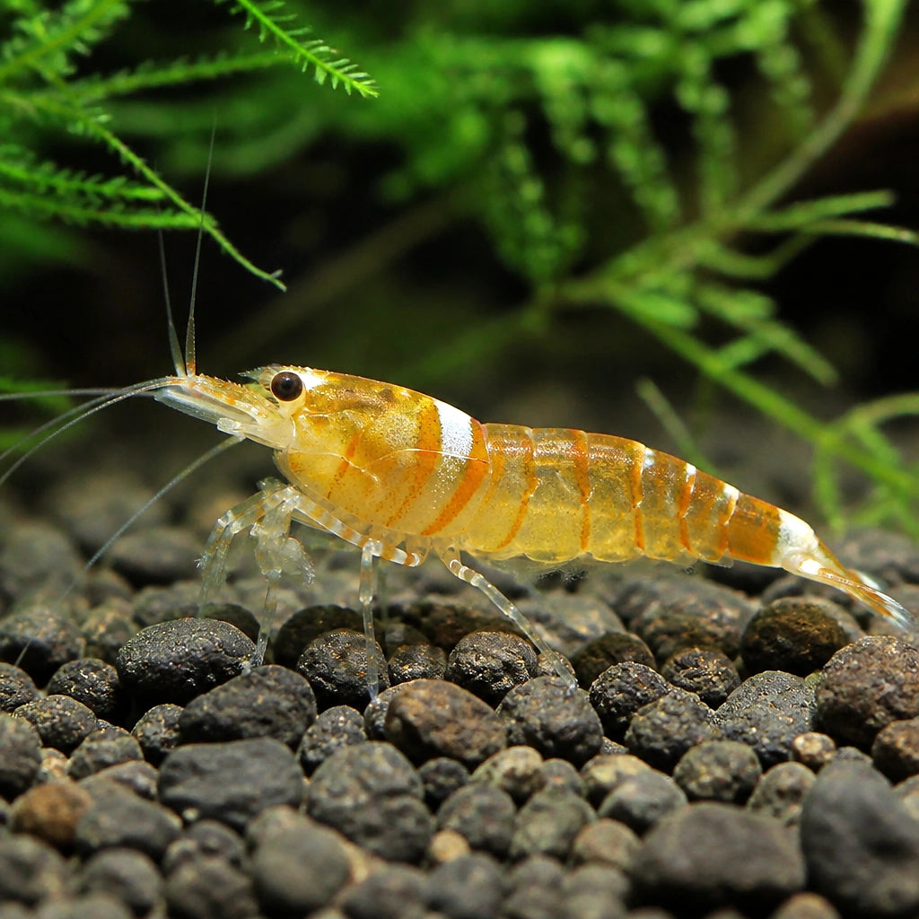 Sunkist Orange Shrimp - UK — tropical fish for sale UK — AI natural aquarium view