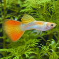 Sunset Blonde Male Guppy (Poecilia reticulata) — AI natural aquarium view