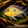 Surinam Geophagus — tropical fish for sale UK — AI hero driftwood view