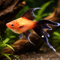 Swordtail Ada Red Lyra — tropical fish for sale UK — AI hero driftwood view