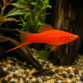 Vienna Broccoli Swordtail - Xiphophorus Hellerii - Livebearer, Peaceful Companions for Beginners, Easy Care Freshwater Fish That Flourish in Diverse Aquatic Environments, Vibrant Colors for Any Aquarium — for sale UK — AI natural aquarium view