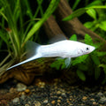 Vienna Broccoli Swordtail - Xiphophorus Hellerii - Livebearer, Peaceful Companions for Beginners, Easy Care Freshwater Fish That Flourish in Diverse Aquatic Environments, Vibrant Colors for Any Aquarium — for sale UK — AI natural aquarium view