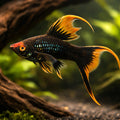 Swordtail Black Lyra — tropical fish for sale UK — AI hero driftwood view