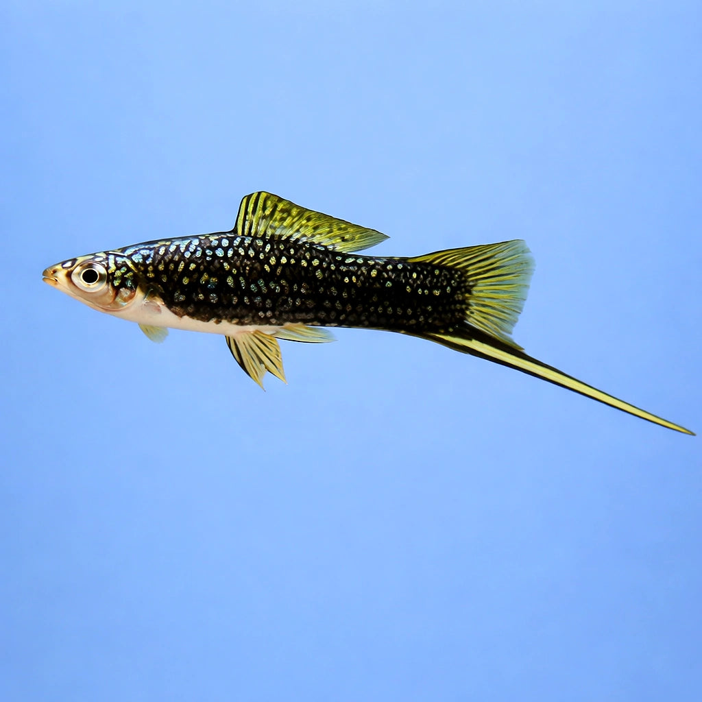 Swordtail Black — tropical fish for sale UK — AI side clean view