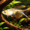 Swordtail Characin — tropical fish for sale UK — AI hero driftwood view