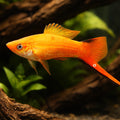 Swordtail Commet pink — tropical fish for sale UK — AI hero driftwood view