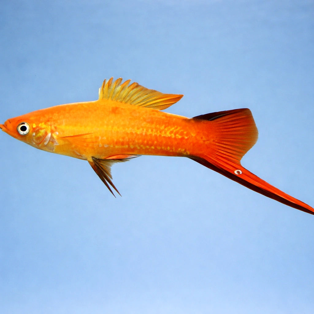 Swordtail Commet pink — tropical fish for sale UK — AI side clean view