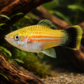 Swordtail Green Wagtail — tropical fish for sale UK — AI hero driftwood view