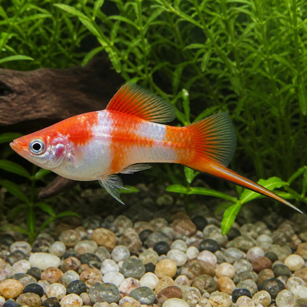  — tropical fish for sale UK — AI natural aquarium view