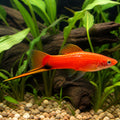 Vienna Broccoli Swordtail - Xiphophorus Hellerii - Livebearer, Peaceful Companions for Beginners, Easy Care Freshwater Fish That Flourish in Diverse Aquatic Environments, Vibrant Colors for Any Aquarium — for sale UK — AI natural aquarium view
